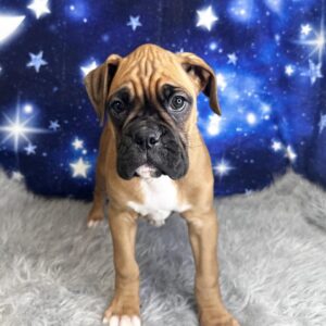 brianna-300x300 Brianna (Female) Boxer