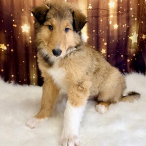 cain-300x300 Cain (Male) Collie