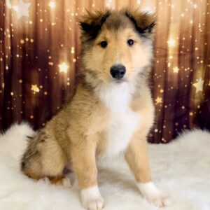 cheeto-300x300 Cheeto (Male) Collie