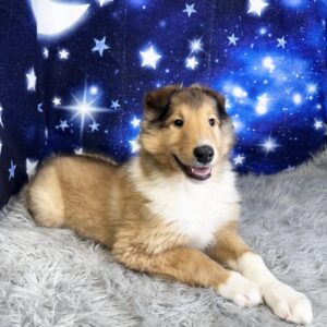 cyrus-300x300 Cyrus (Male) Collie