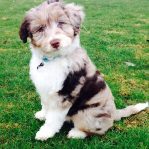 Aussiedoodle