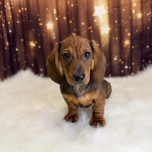 disco-1-300x300 Disco (Male) Dachshund