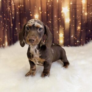 disney-1-300x300 Disney (Male) Dachshund