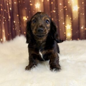 dory-1-1-300x300 Dory (Female) Dachshund