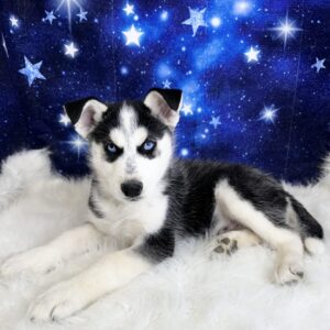 eamus1-300x300 Seamus (Male) Siberian Husky