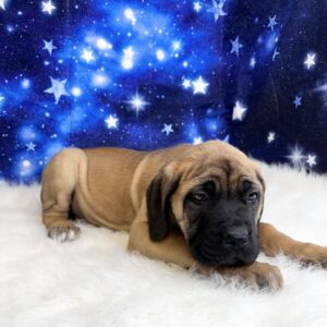 earl1-300x300 Earl (Male) English Mastiff
