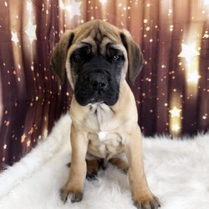 elroy-300x300 Elroy (Male #1) English Mastiff