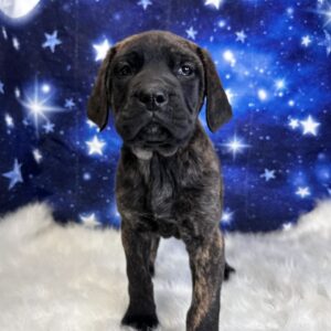 eve-300x300 Eve (Female) English Mastiff