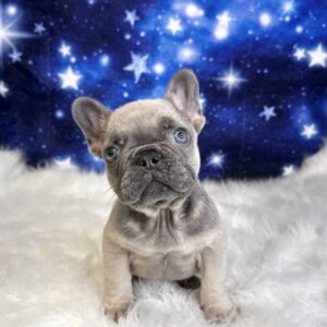 felix-300x300 Felix (Male #3) French Bulldog