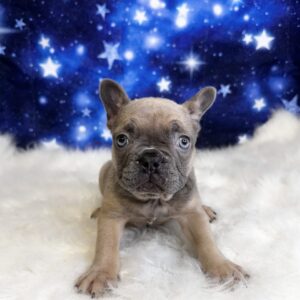 francis-300x300 Francis (Male #3) French Bulldog