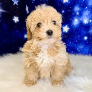harper-300x300 Harper (Female) Havapoo
