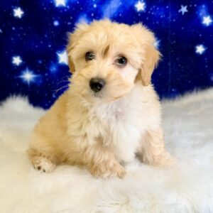hayden-300x300 Hayden (Male) Havapoo