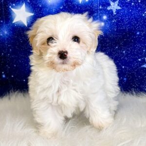 hazel-300x300 Hazel (Female) Havapoo