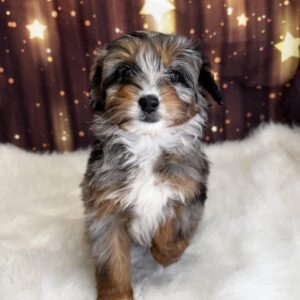 lice-300x300 Alice (Female #1A) Aussiedoodle