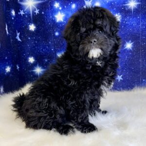 pam-300x300 Pam (Female) Pomapoo