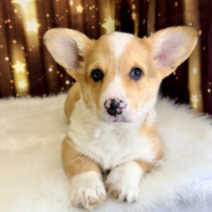 pandora-300x300 Pandora (Female#1) Pembroke Welsh Corgi