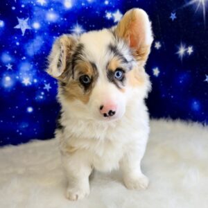 pearl-300x300 Pearl (Female#1) Pembroke Welsh Corgi