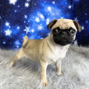 peggy-300x300 Peggy (Female) Pug