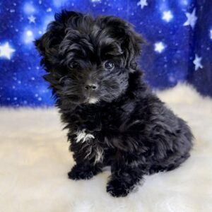 pete-300x300 Pete (Male) Pomapoo