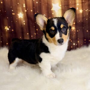 promise-300x300 Promise (Female#1) Pembroke Welsh Corgi