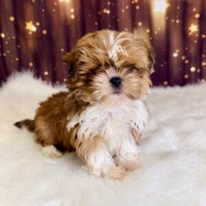 saylor-300x300 Saylor (Male) Shih Tzu