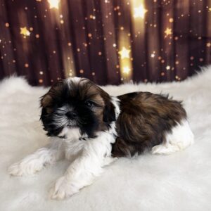 scooter-300x300 Scooter (Male #1) Shih Tzu
