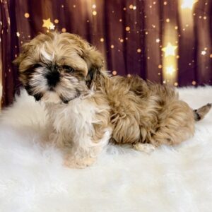 sevyn-300x300 Sevyn (Male) Shih Tzu