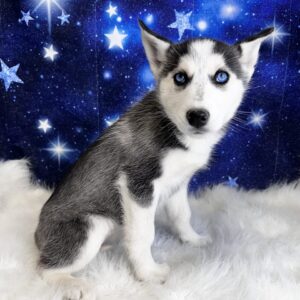 sloane2-300x300 Sloane (Female) Siberian Husky