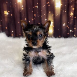 yohon-300x300 Yohon (Male #1) Yorkshire Terrier