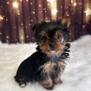 yoko-300x300 Yoko (Female #1) Yorkshire Terrier