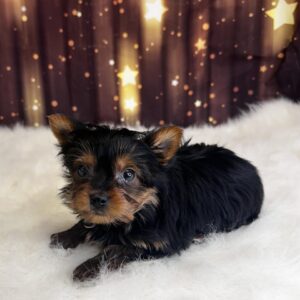 yusef-300x300 Yusuf (Male #1) Yorkshire Terrier